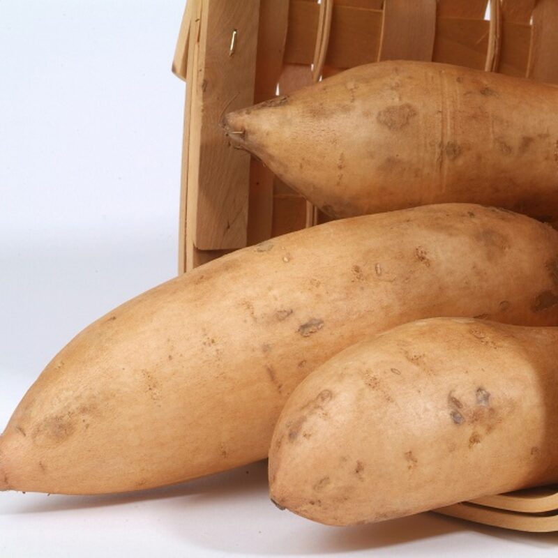 White Sweet Potato Slips, Sweet Potato Vine Live Plant - 15 Slips - Non-Gmo Organic - Well Rooted - Zone: 10-11- Outdoors - Full Sun