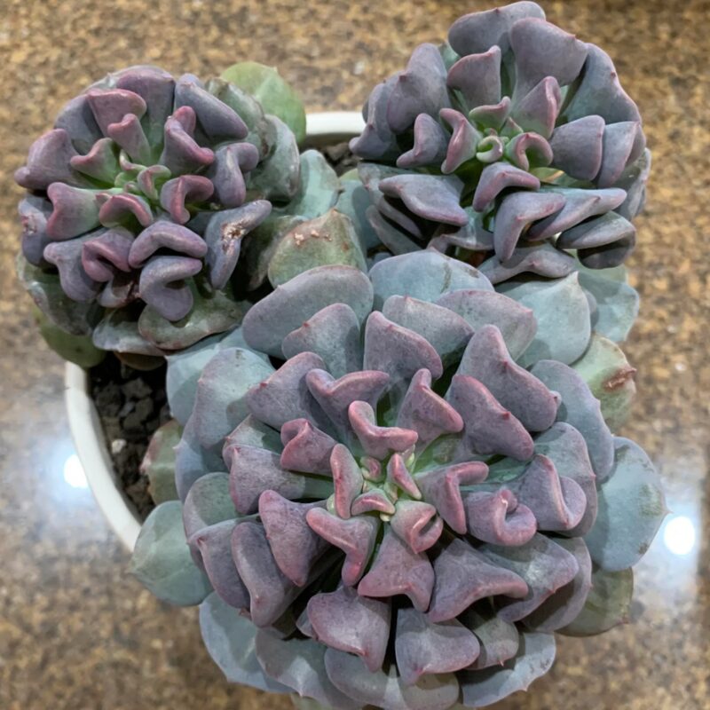 Echeveria Cubic Frost Succulent Plants