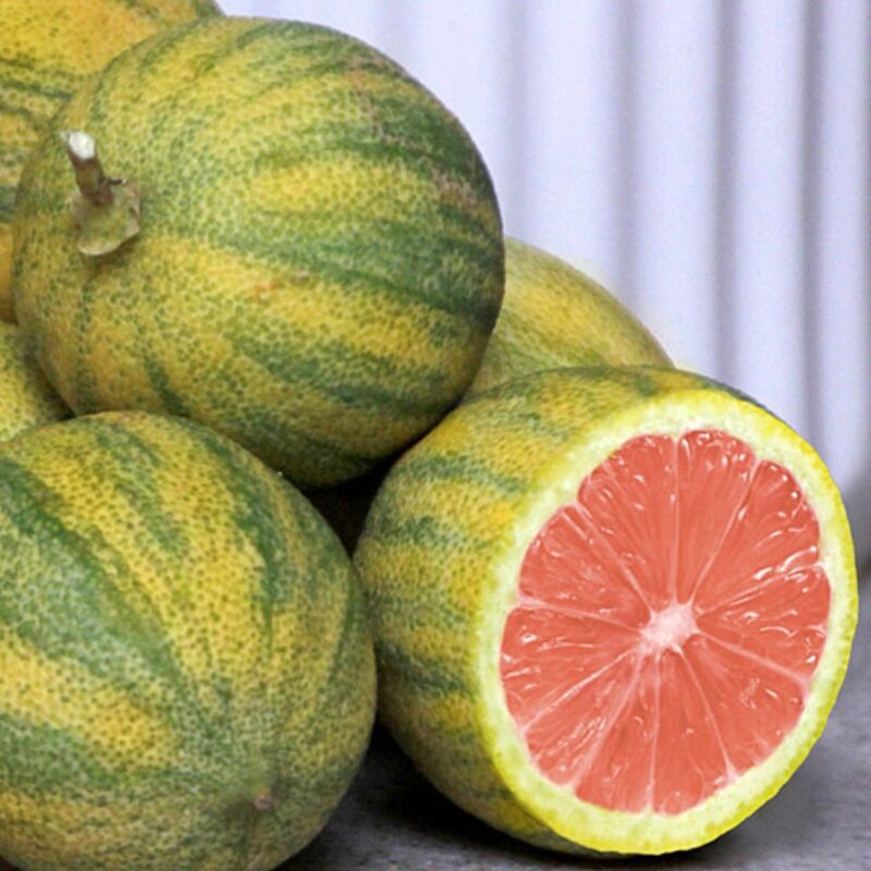 Variegated Pink Lemon Tree Live Plant -No ship CA, HI