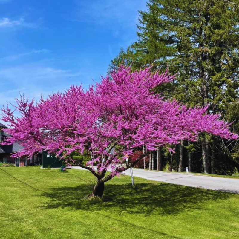 15 Eastern Redbud Trees Live Plants - 6"-12" - Zones 4-9 - Cercis Canadensis Red Bud Trees Live Plants Bareroot Seedlings Outdoor Fast Growing