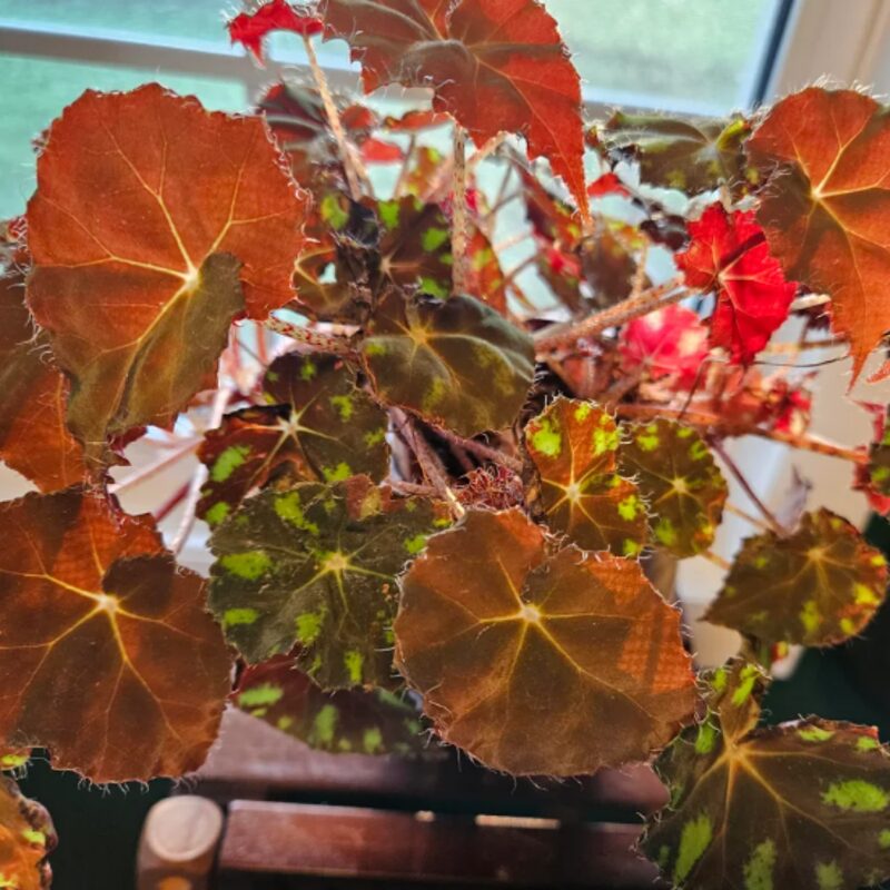 KitKat Begonia Plant Potted