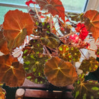 KitKat Begonia Plant Potted