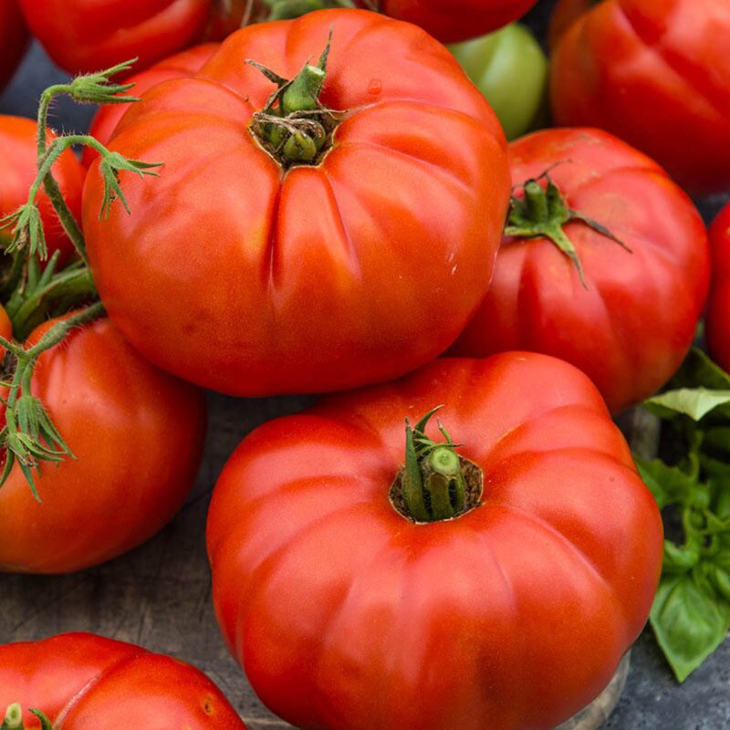 Beefsteak  Tomato Plant 4 to 8 Inch Tall