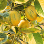 Variegated Pink Lemon Tree Live Plant -No ship CA, HI