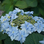 Lacecap Petals Hydrangea Live Plant Bush Shrub for Planting, 4 to 8 Inc Tall, Hydrangea Plant Tree