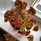 KitKat Begonia Plant Potted