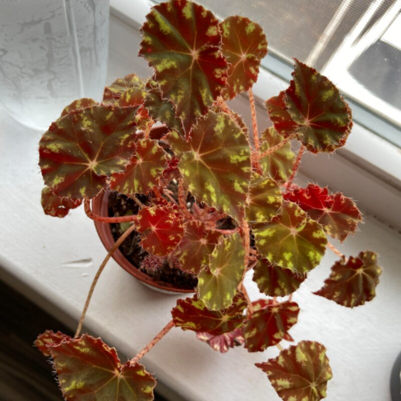 KitKat Begonia Plant Potted