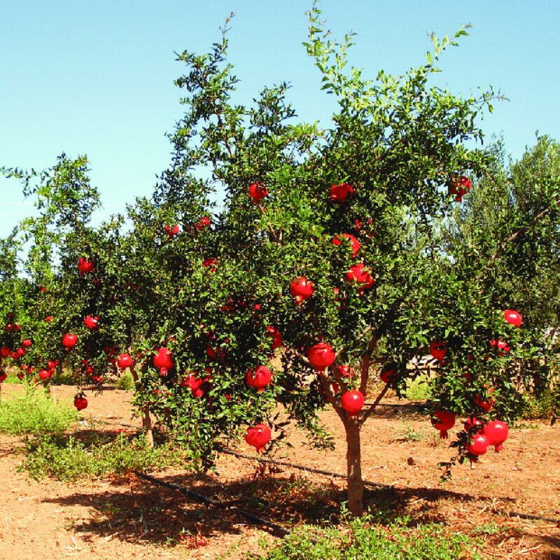 Pomegranate Tree Live Plant - Wonderful Pomegranate -8 to 10 Inch Tall, 4 Inch Pot