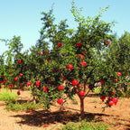 Pomegranate Tree Live Plant - Wonderful Pomegranate -8 to 10 Inch Tall, 4 Inch Pot