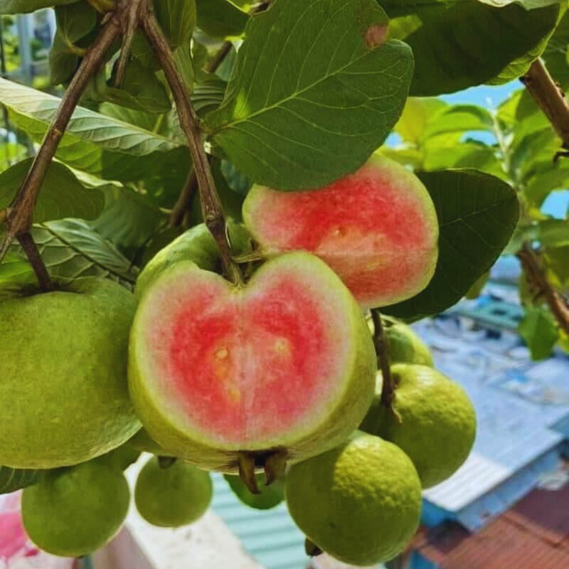 Set 2 Pink Guava Trees Live Plants
