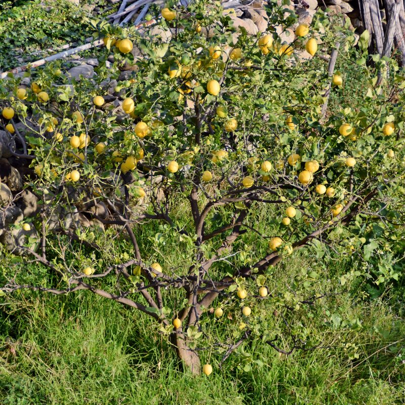 Dwarf Meyer Lemon Tree, Starter Plant From 3 Inches Tall For Growing