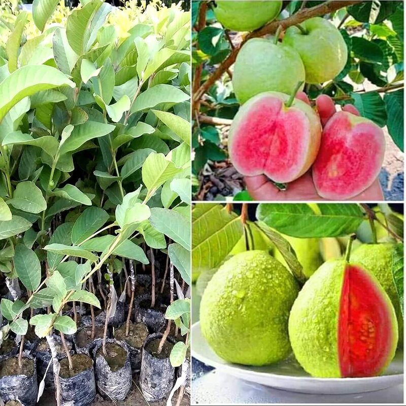 Guava Tree Live Plant
