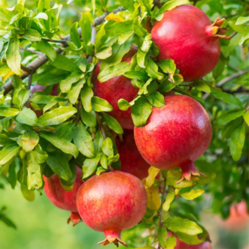 Combo 3 Pomegranate Trees Live Plant - Wonderful Pomegranate - 2 Year-Old - Potted Plant
