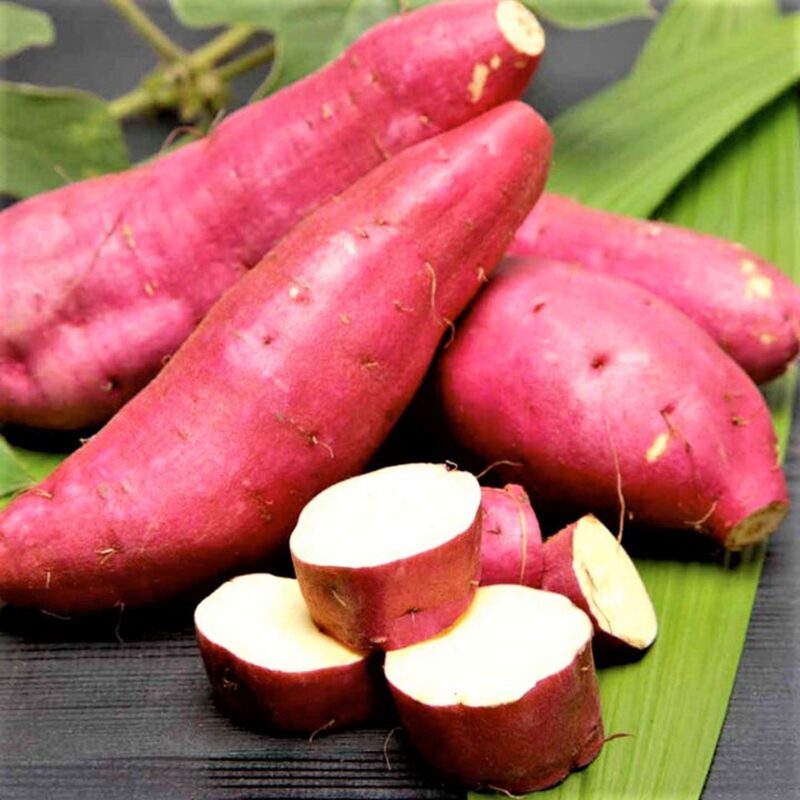 Mixed Colors Sweet Potato Slips, Sweet Potato Vine Live Plant - 15 Slips - Non-Gmo Organic - Well Rooted - Zone: 10-11- Outdoors - Full Sun