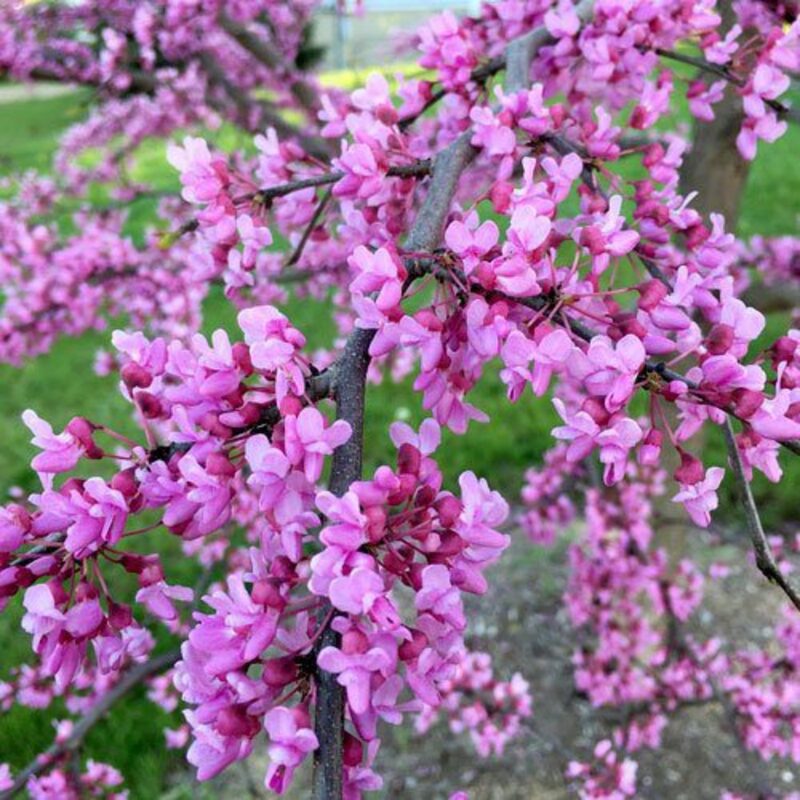 Set 3 Forest Pansy Redbud Trees - 4-5 Ft - 2 Years Old- Zones 5-9 - Native Eastern Red Bud Trees Live Plants Outdoor - Fast Growing Cercis Canadensis