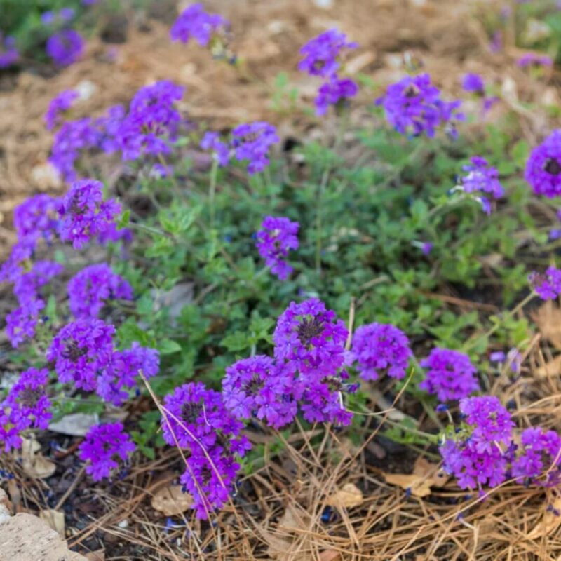 6 Purple Verbena Perennial Ground Cover