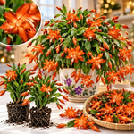 4 Christmas Cactus Plants Live, 5-9 Inch Tall (Orange)
