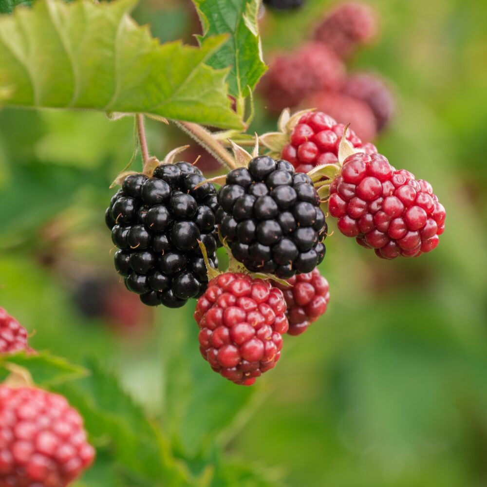 Aparaho Blackberry Plants, Set 2 Thornless Blackberry Plants Live for Planting, Blackberry Fruit Trees Live Plants, Blackberries Plants, Blackberry Bushes 5 to 9 Inches Tall