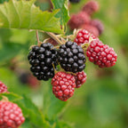 2 Thornless Blackberry Plants, Blackberries Plants Live for Planting, Blackberry Bush Live Plant, Blackberry Fruit Bushes, Fruit Tree 5 to 9 Inches Tall