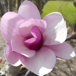 Jane Magnolia Plant Live 6-12 Inch Tall
