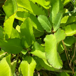 Kalanchoe Pinnata Plant, Miracle Leaf of Life 4 Inc Pot
