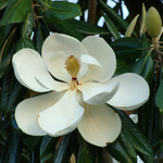3 Sweetbay Magnolia Plants Live 6-12 Inch Height