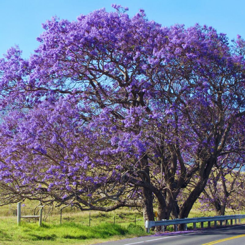 3 Blue Purple Jacaranda Mimosifolia Trees Live Plants - 8" Tall in 4" Pot Great for Bonsai - Zones 9-11
