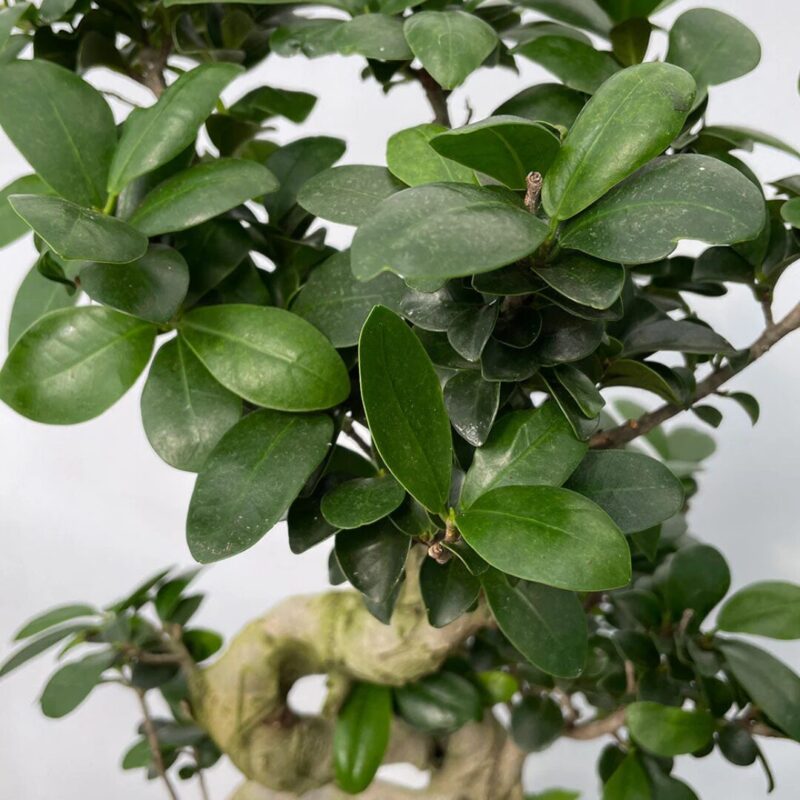 Ginseng Ficus Bonsai - Set 2 Trees
