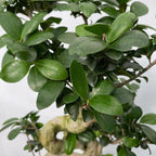 Ginseng Ficus Bonsai - Set 2 Trees