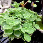 4 Plectranthus Tomentosa Vicks Plants