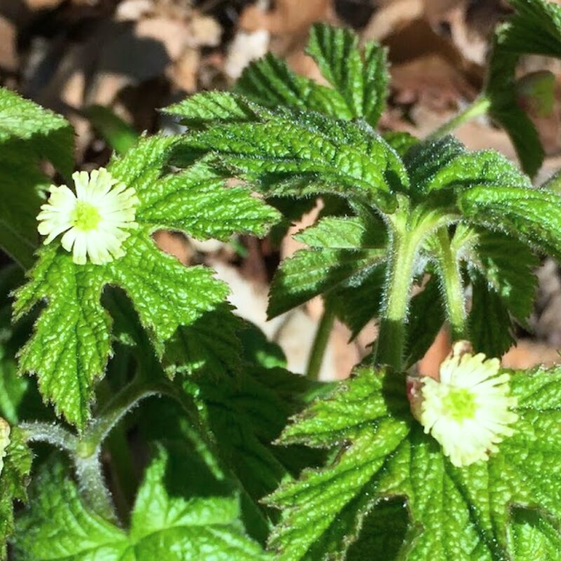 10 Goldenseal Roots