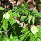 10 Goldenseal Roots