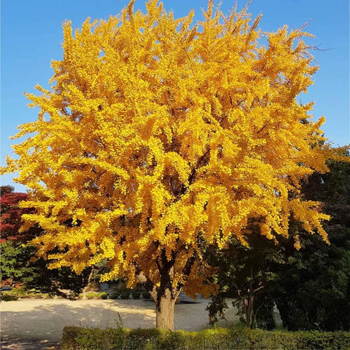 6-12" Ginkgo Biloba Tree Live Plant Seedling in Quart Pot, Ginkgo Tree Plant, Live Gingko Trees, Gingko Trees Seedlings, No CA