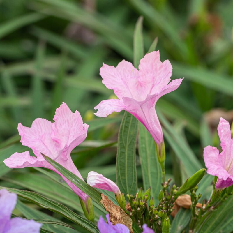 Mexican Petunia Plant