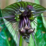 2 Tacca Chantrieri Black Bat Orchid Plants In 2 Inch Pot, 2 Pots