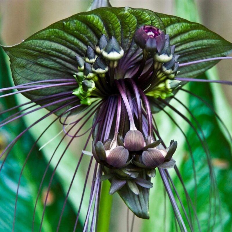 2 Tacca Chantrieri Black Bat Orchid Plants In 2 Inch Pot, 2 Pots