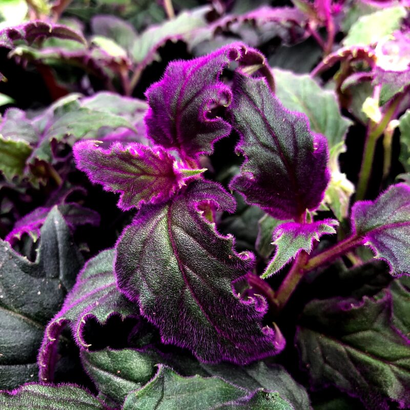 2 Purple Passion Velvet Gynura Aurantiaca Plants, In 4 Inch Pot