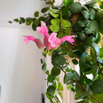 Aeschynanthus Pink Lipstick Plant