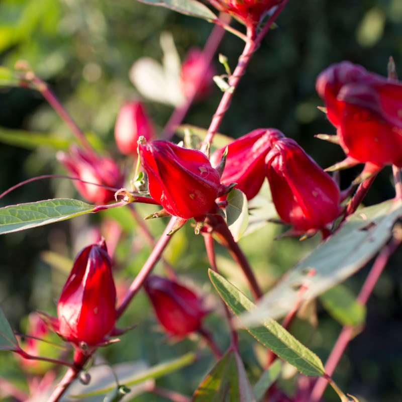 2 Sorrel Roselle Hibiscus, Jamaica Red Roselle Hibiscus 4 Inc Pot
