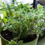 Plectranthus Tomentosa Vicks Tree
