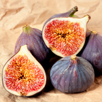 Set 2 Violette De Bordeaux Fig Trees 4-8 Inch Tall