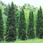 50 Thuja Green Giant Arborvitae Trees Live Plants - 2.5" Pot - 6-14" Tall