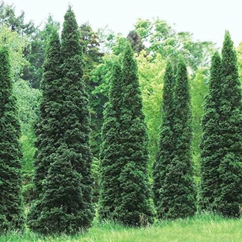 50 Thuja Green Giant Arborvitae Trees Live Plants - 2.5" Pot - 6-14" Tall