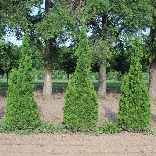 100 Thuja Green Giant Arborvitae Trees Live Plants - 2.5" Pot - 14-18" Tall