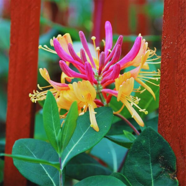 Pack 100 Goldflame Honeysuckle Plants Live Vines - 6-10" in Pot