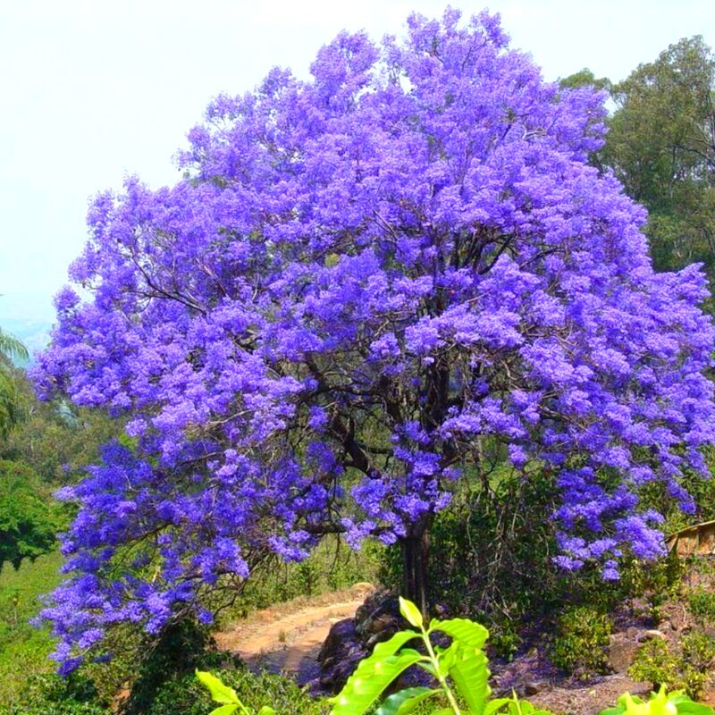 Blue Purple Jacaranda Mimosifolia Tree Live Plant Great for Bonsai - Zones 9-11
