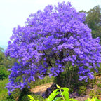 Blue Purple Jacaranda Mimosifolia Tree Live Plant Great for Bonsai - Zones 9-11