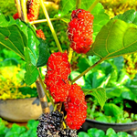 Red Mulberry Plant 5-8 Inch Height