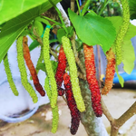 Pakistan Mulberry Plant 6-8 Inch Height