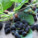Illinois Everbearing Mulberry Plant 5-8 Inch Height
